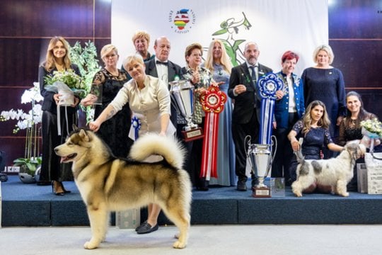  Pagrindinis čempionato nugalėtojas.