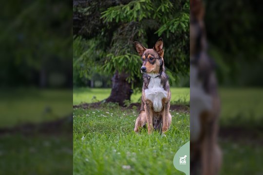 Iš asocialios šeimos išgelbėtas 15 kg jaunuolis ieško geriausio draugo visam gyvenimui