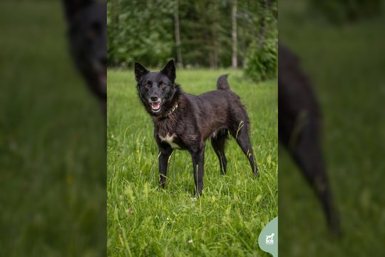 Mielas 3 metų gražuolis laukia savo šanso – nuobodu nebus