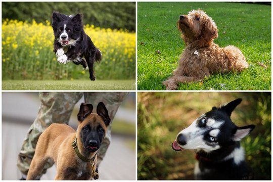 6 šunų veislės, kurių nereikėtų rinktis pradedantiesiems: paaiškino, kodėl