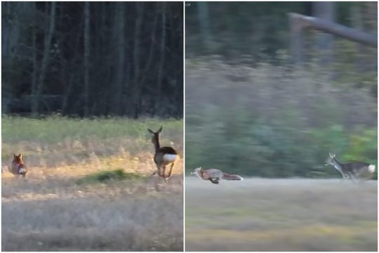 Neįtikėtinas vaizdas Lietuvos miškuose: prajuokintų ne vieną