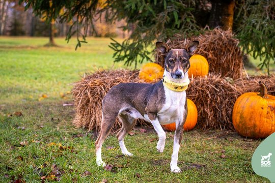 Prie miesto ir jo šurmulio nepratęs išskirtinio grožio jaunas šunelis svajoja apie namus ir paglostukus
