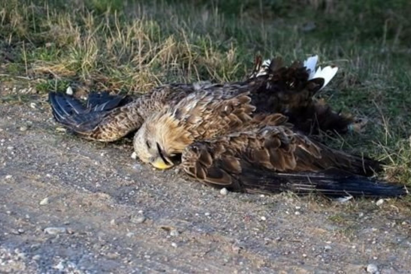 Didelis ir stiprus, bet krito iš padangių negyvas. Gal susikovė dėl grobio su pernelyg stipriu varžovu, o gal buvo jau nusenęs.