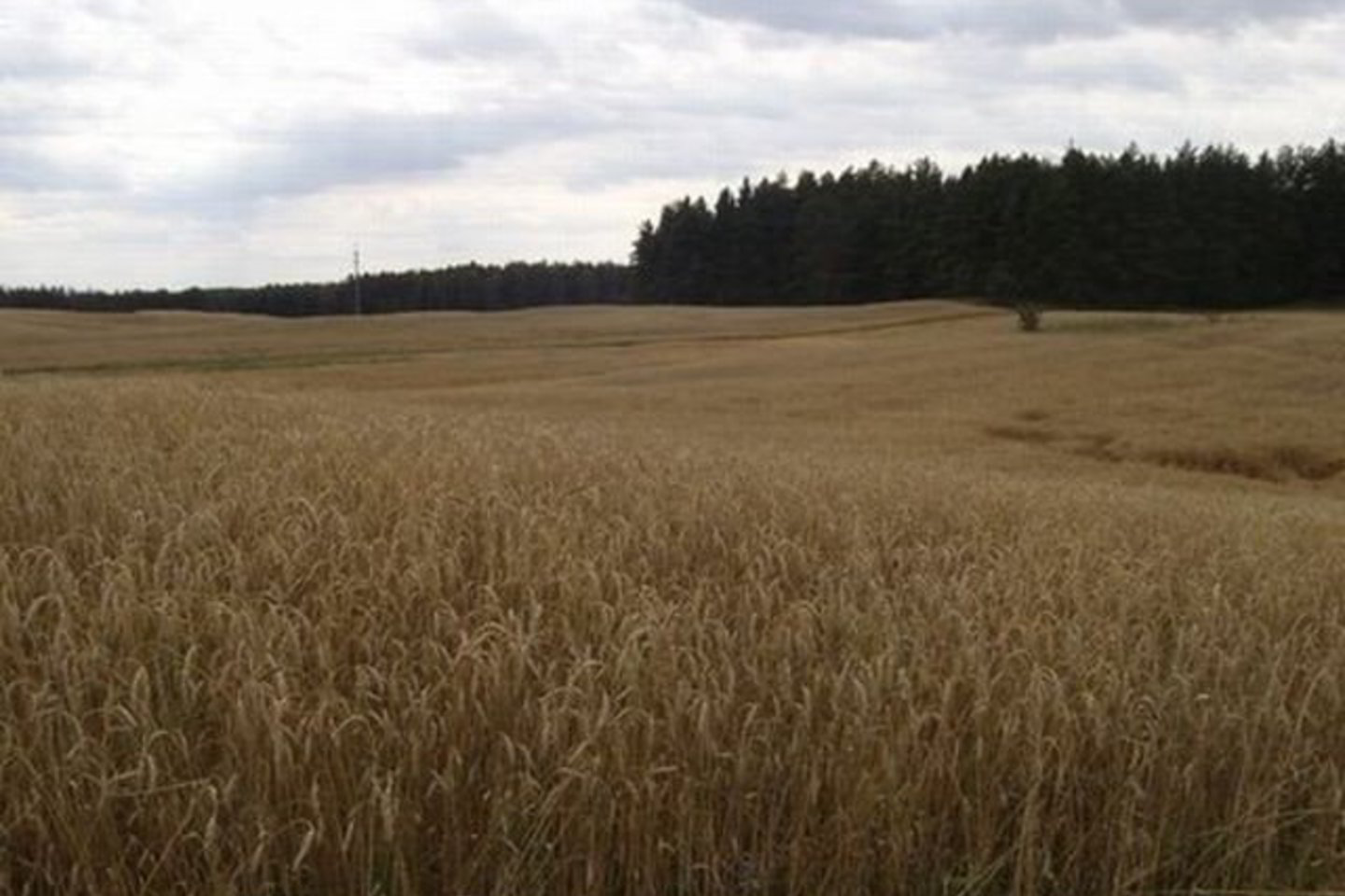 V.Danauskienė