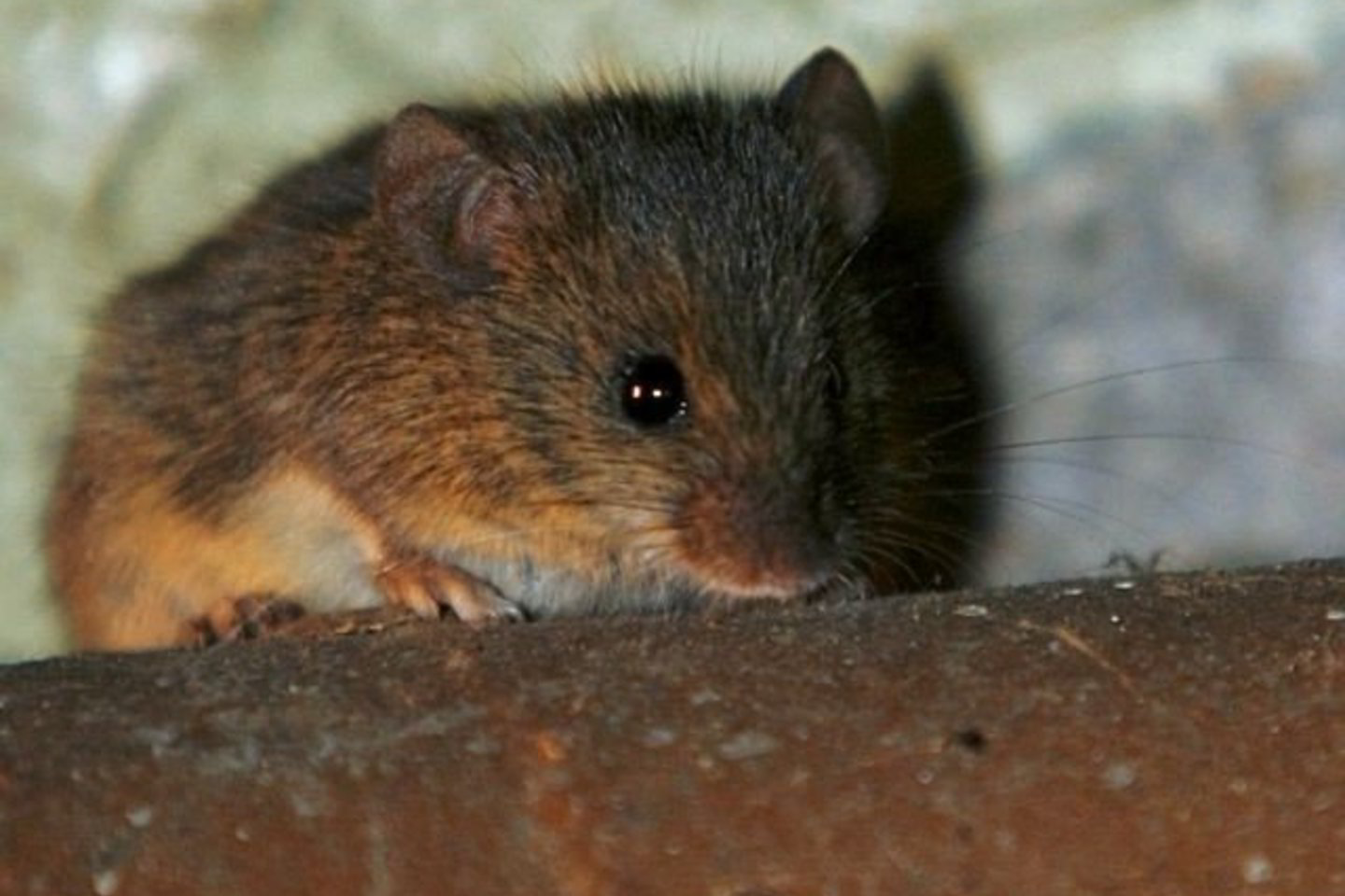 Nors metastazė vyksta nuo kelių dienų iki savaičių, bet mokslininkai tiki, kad peles pavyks išlaikyti gyvas pakankamai ilgai.