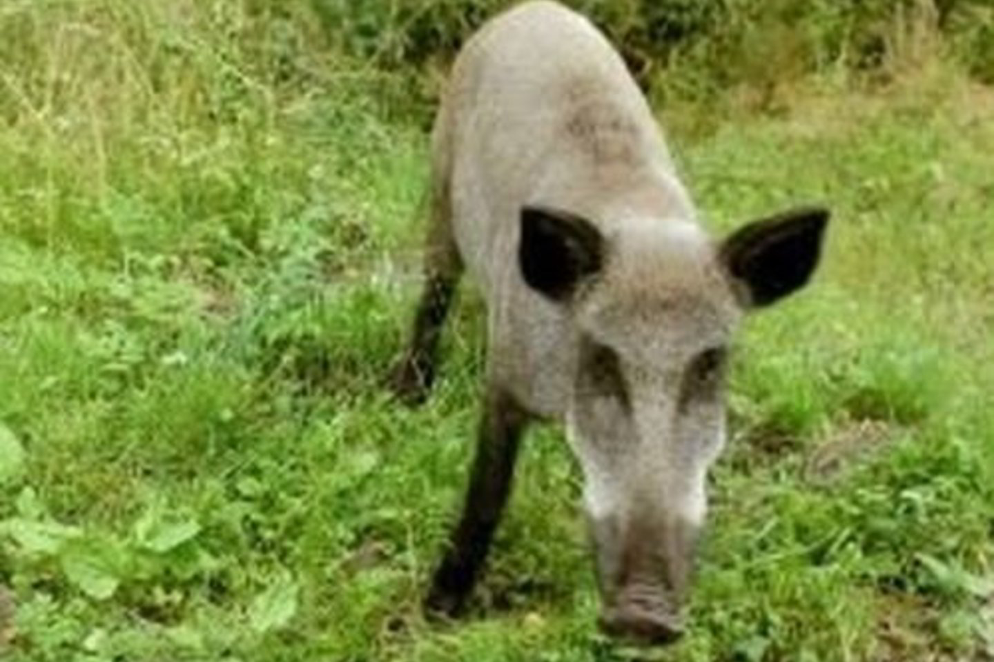 Kai kurie šernai Neringoje žmonių nebijo - jie tiesiog pakelėse prašo maisto.