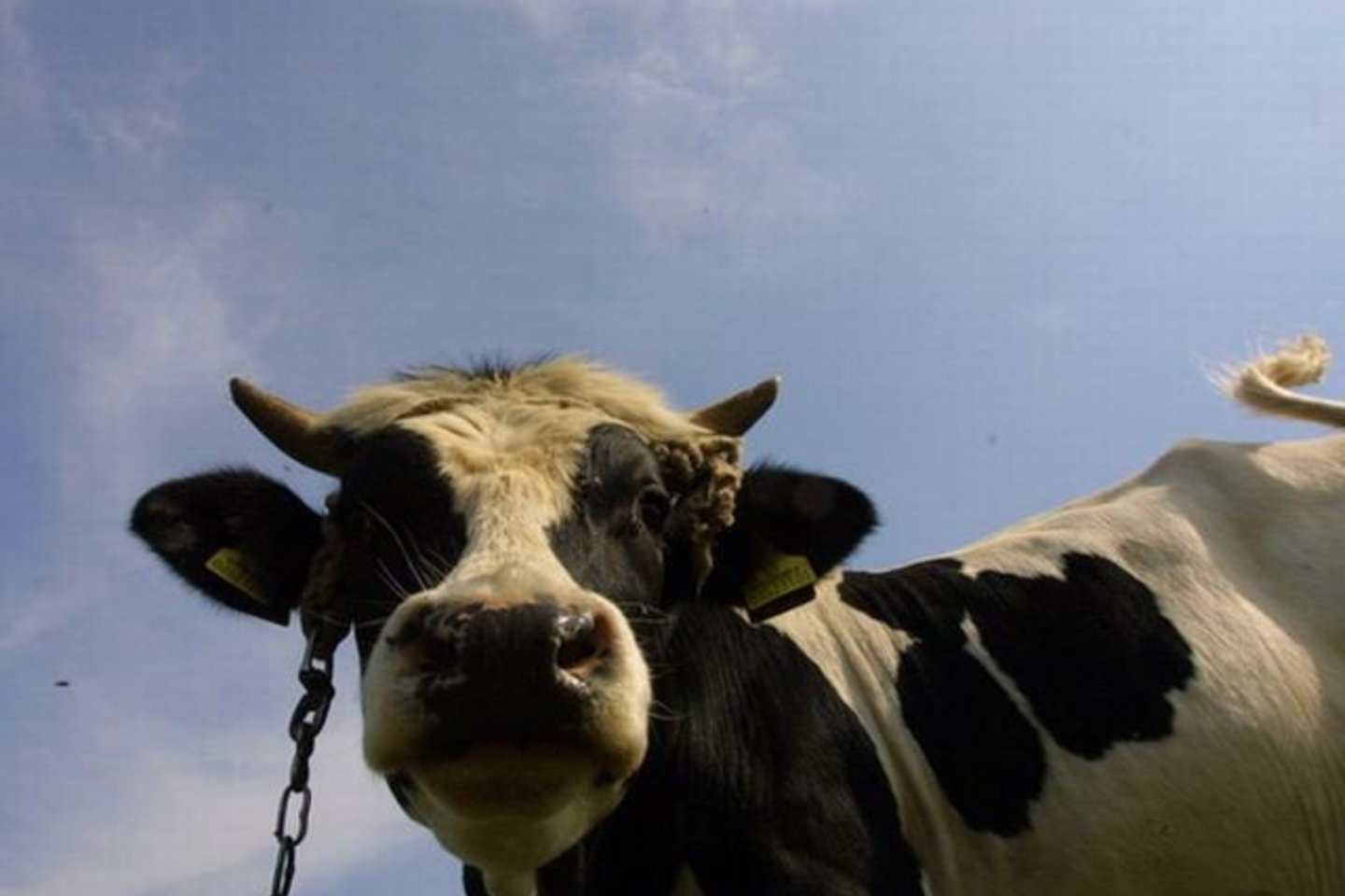 Lietuvos veterinarijos akademijos vadovybę neramina ir tai, kad į gyvulininkystės technologijos specialybę stoja ne patys pažangiausi abiturientai.