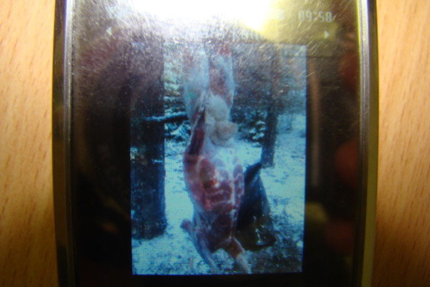 Neringoje nušautus šernus brakonieriai fotografavo mobiliaisiais telefonais.