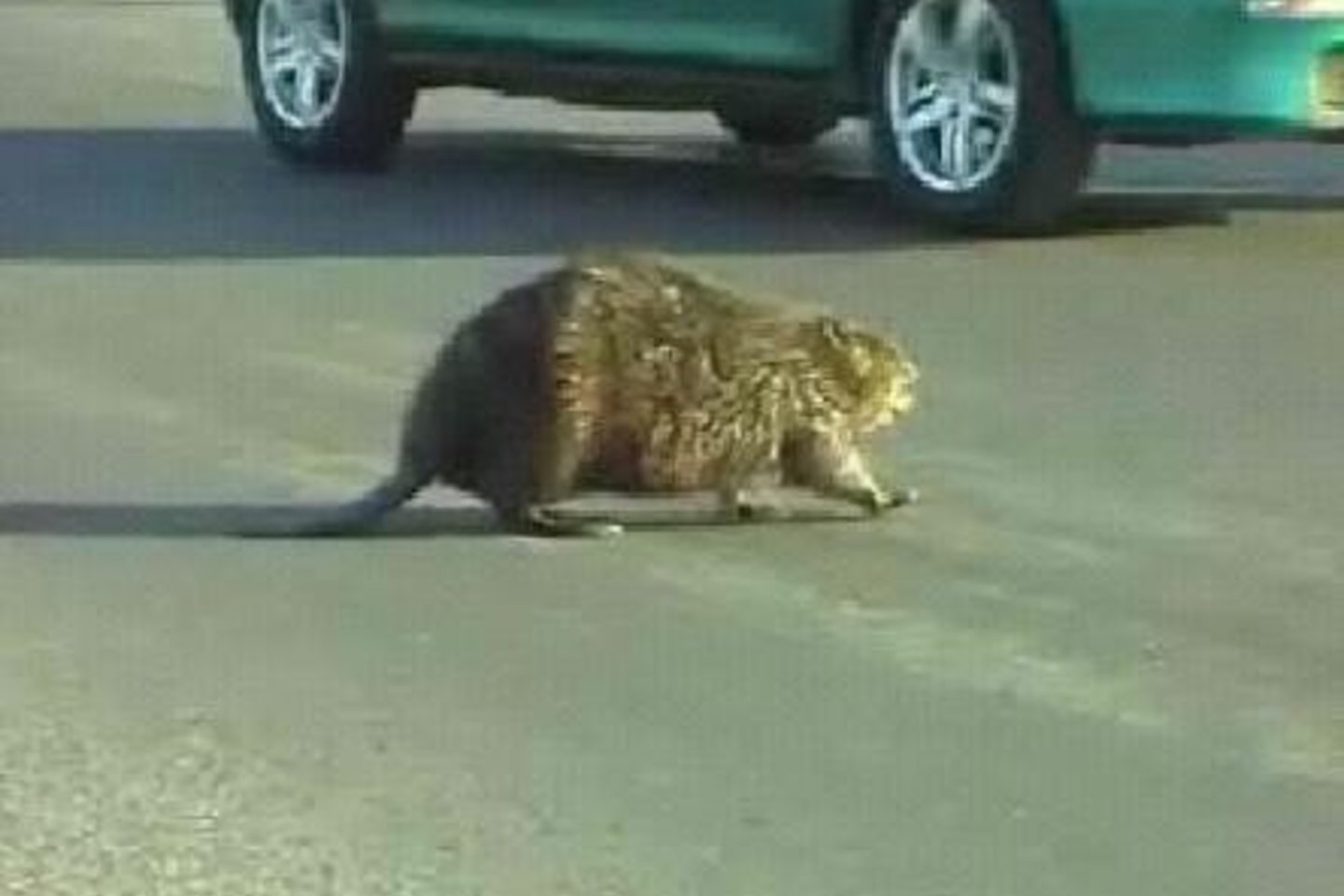 Bebrai drąsiai vaikšto Panevėžio gatvėmis.