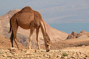 Australijos gamtosaugininkai ragina valgyti kupranugarius