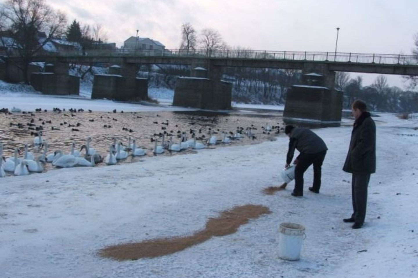 Kėdainiuose žiemojančioms gulbėms kiekvieną rytą grūdų atveža miesto seniūnijos darbuotojai.