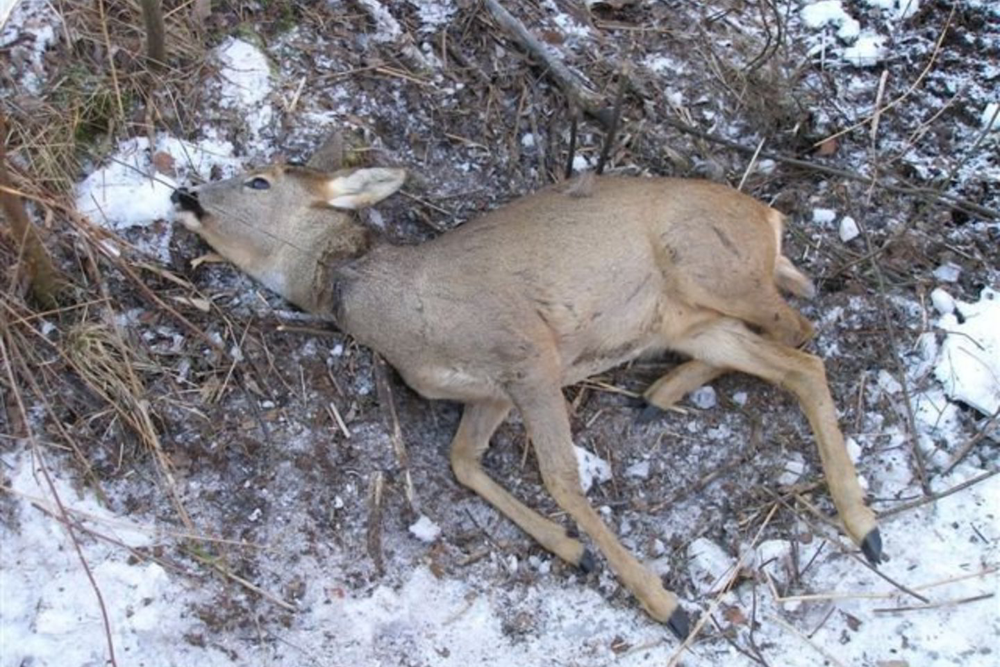 Miške aplinkosaugininkai rado 9 kilpas. Trijose iš jų buvo jau nebegyvos stirnos.