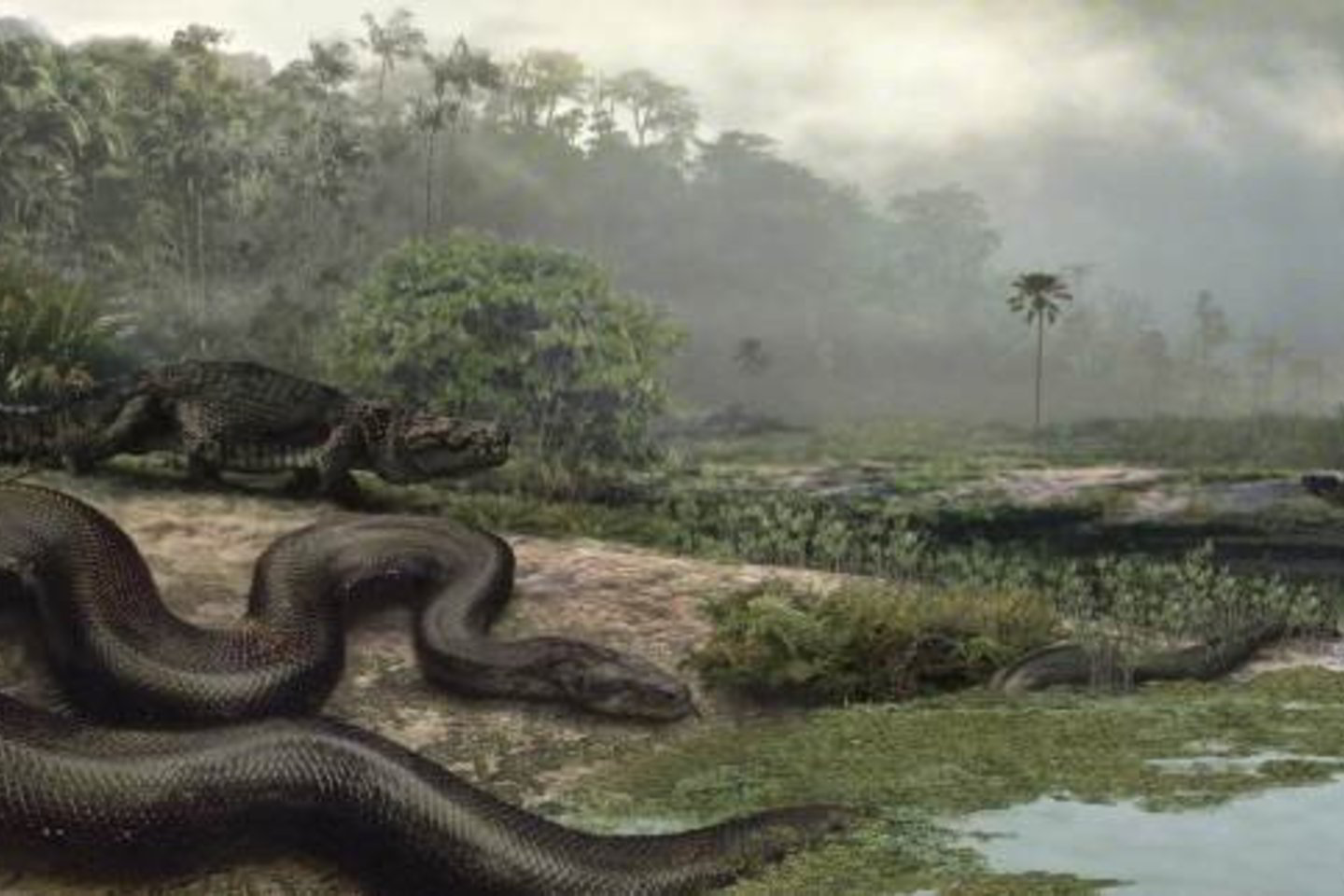 Titanoboa gyveno vandenyje.