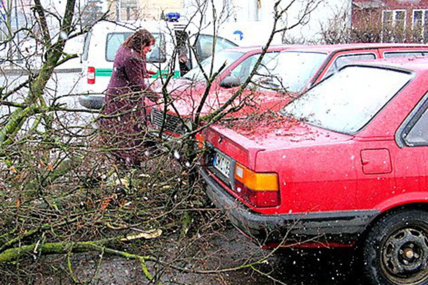 Trečiadienio popietę nugriuvęs medis nuostolių nepadarė.