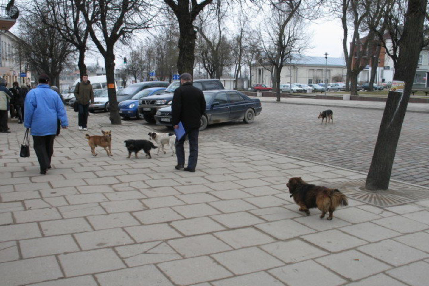 Ukmergėje jau trečią mėnesį niekas nesirūpina valkataujančiais gyvūnais.