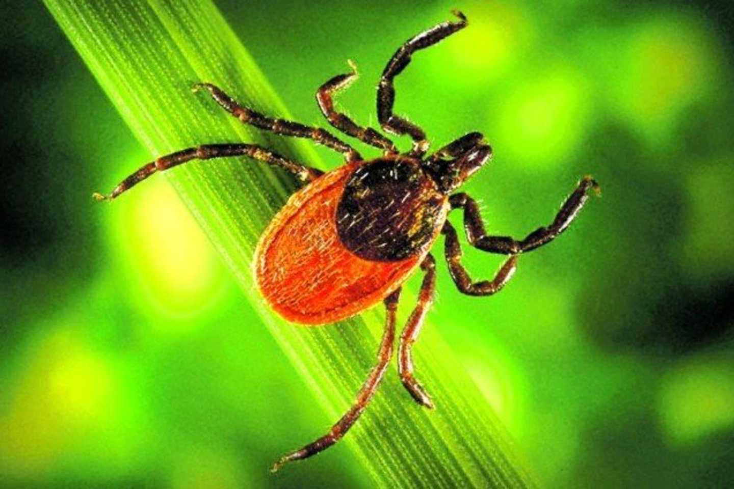 Erkės savo aukų tyko ant žolės stiebelio apie 10 cm aukščiau žemės paviršiaus.
