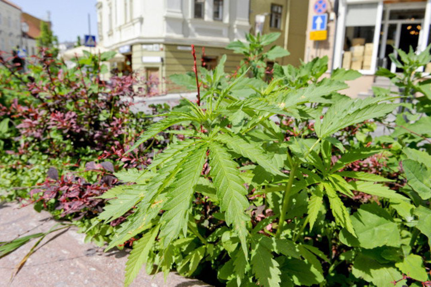 Tautos prisikėlimo partijos frakcijos narys Linas Karalius ragino parlamentarus palaikyti projektą, nes jis sakė žinąs, kokią naudą tai duotųLietuvos ekonomikai.