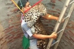 Leopardą rado vandens šulinyje (video)