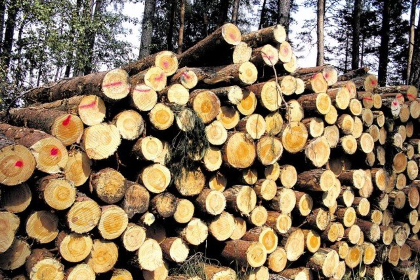 Pirmąjį šių metų ketvirtį Joniškio urėdija pardavė apie 30 tūkst. kub. m medienos.