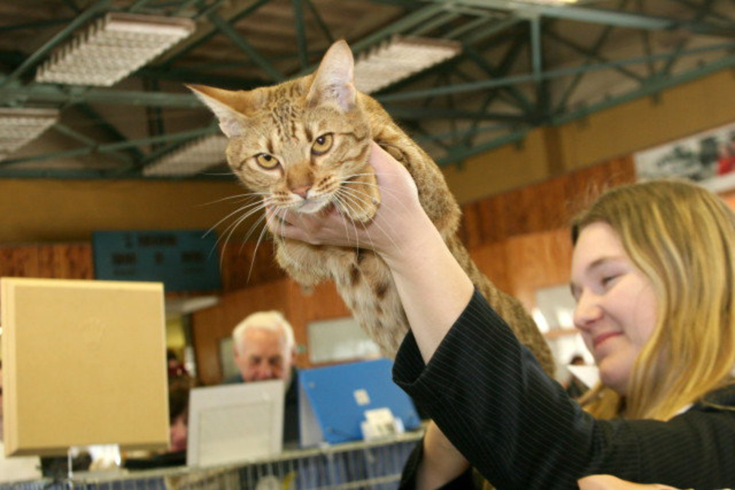 Parodos pasididžiavimas - retos „Ocicat“ veislės katė.