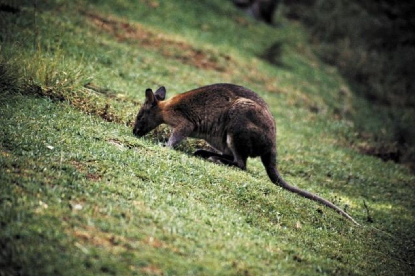 Keliauti Australijoje smagu. Nors peizažai ne tokie įspūdingi kaip Naujojoje Zelandijoje, gyvūnija daug įvairesnė.