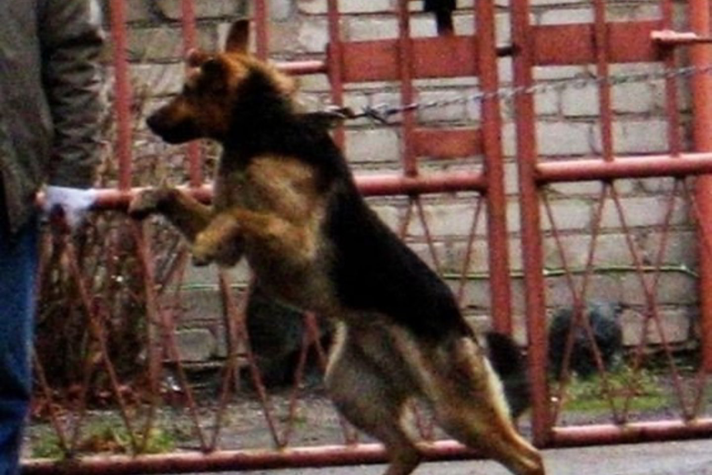 Motina nepajėgė atplėšti aviganio šuns nuo klykiančio vaiko.