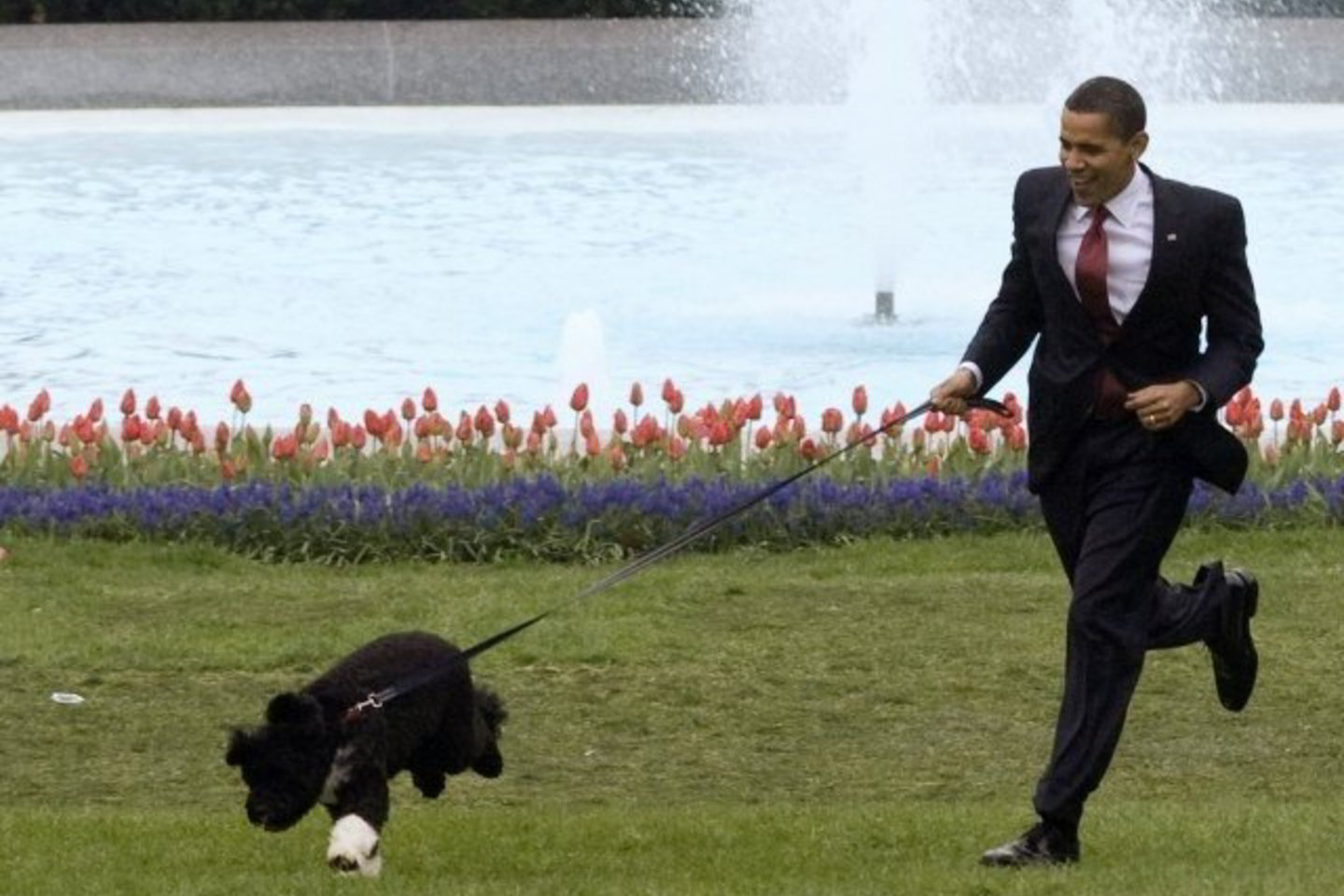 Departure Easy to understand Commemorative B.Obama pristatė visuomenei savo plaukti nemokantį šunį Bo (nuotraukos,  video)