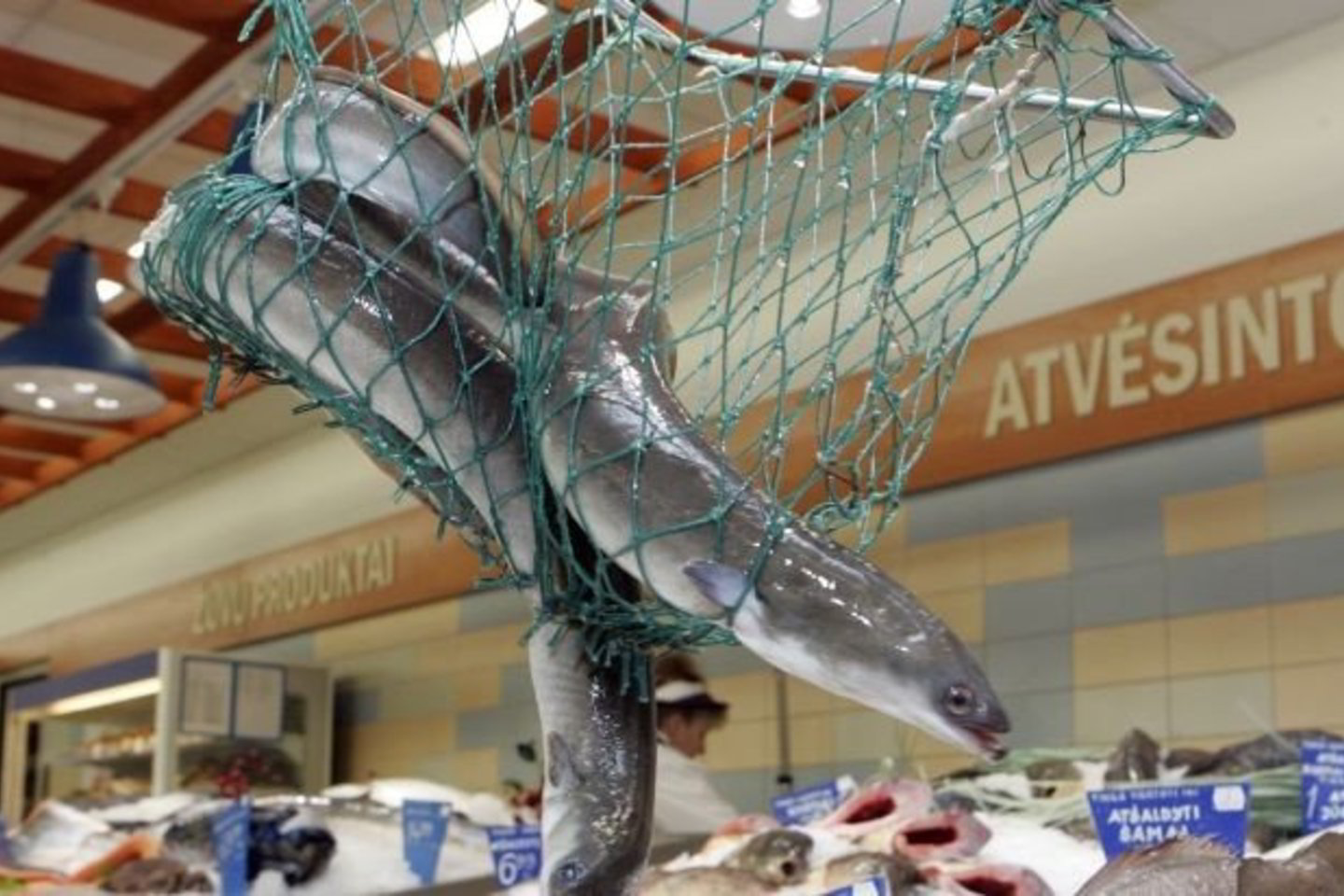 Per pastaruosius du dešimtmečius daugiau nei dešimt kartų sumažėjo europinių ungurių ištekliai ir iškilo grėsmė šios žuvų rūšies išnykimui.