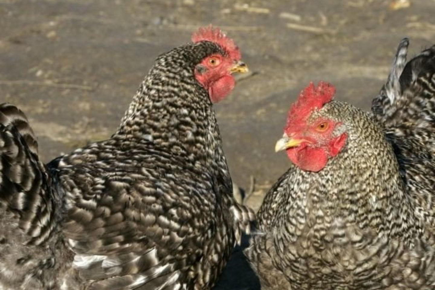 Mirtinai pavojingas virusas H5N1 ėmė plisti po pasaulį nuo 2003 metų.
