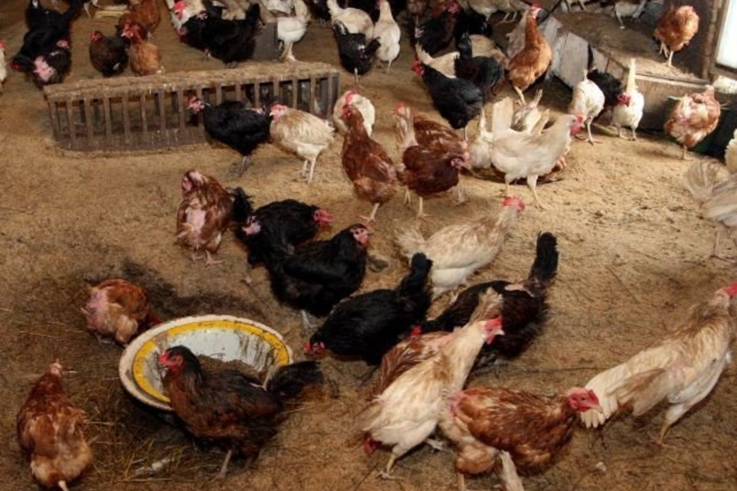 Už ekologiją ūkininkai gaus didesnes išmokas.