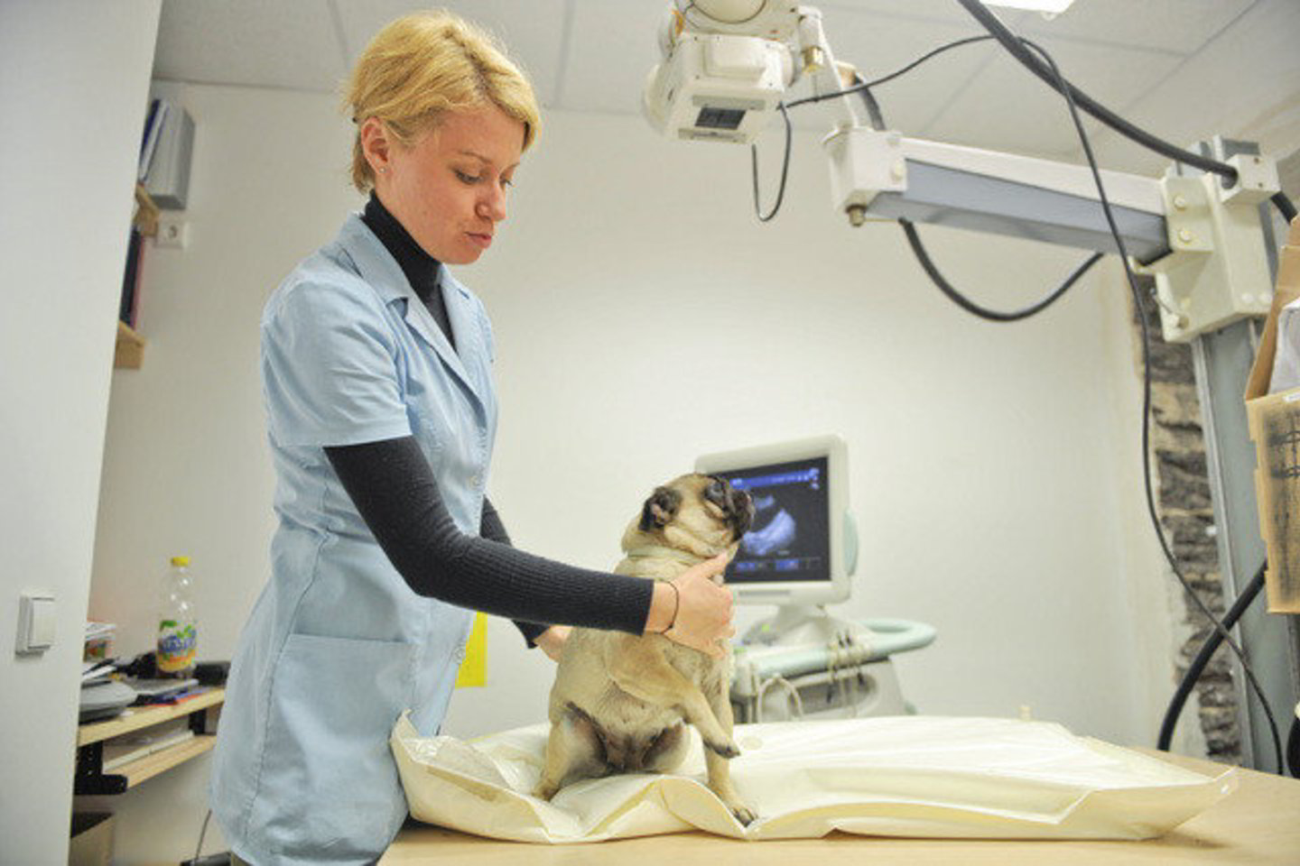 Balandžio 30-oji yra Tarptautinė veterinarijos diena.