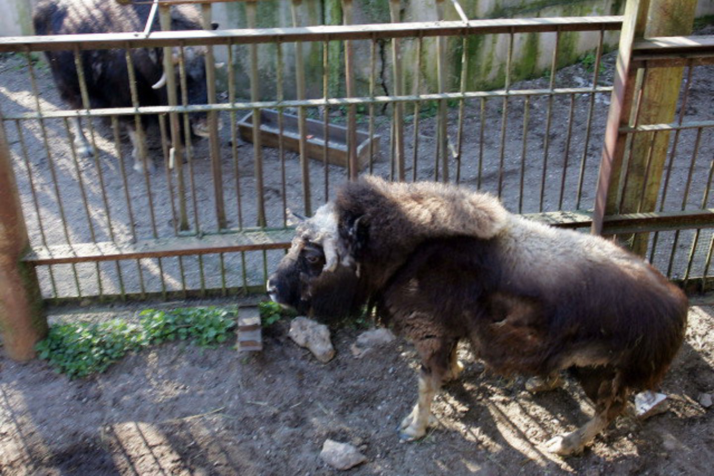 Pas Lietuvos zoologijos sodo avijautį Mochatusą iš Olandijos atvyko jaunutė patelė.