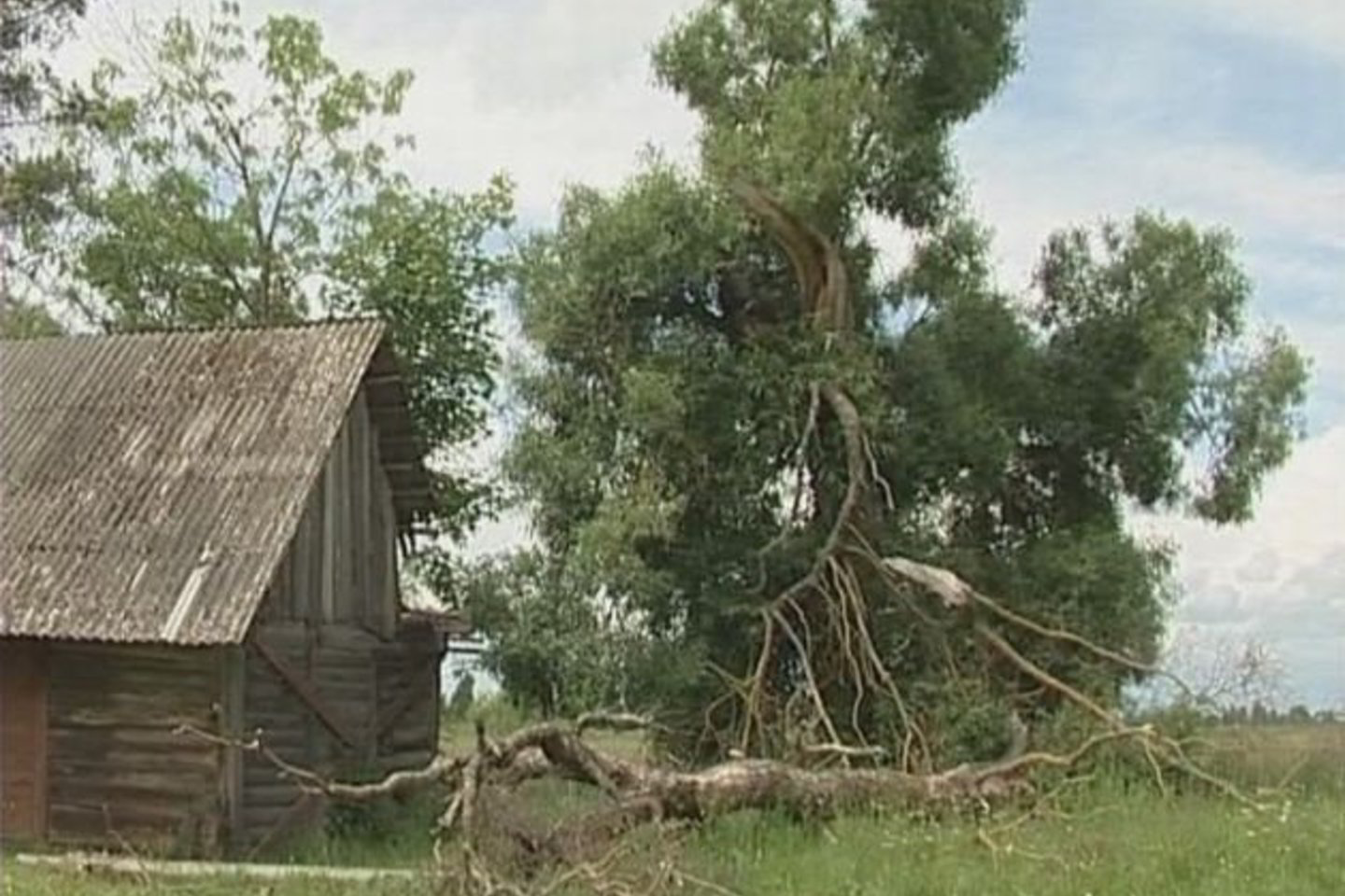 Žaibai suskaldė ne vieną kaimo medį.