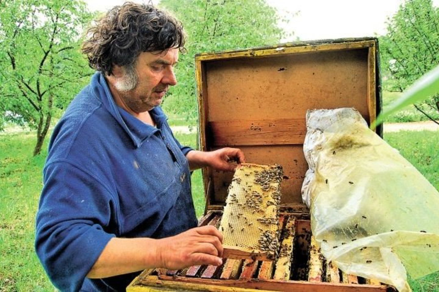 Bičiulis Antanas Šantaras prie bičių eina be tinkliuko.