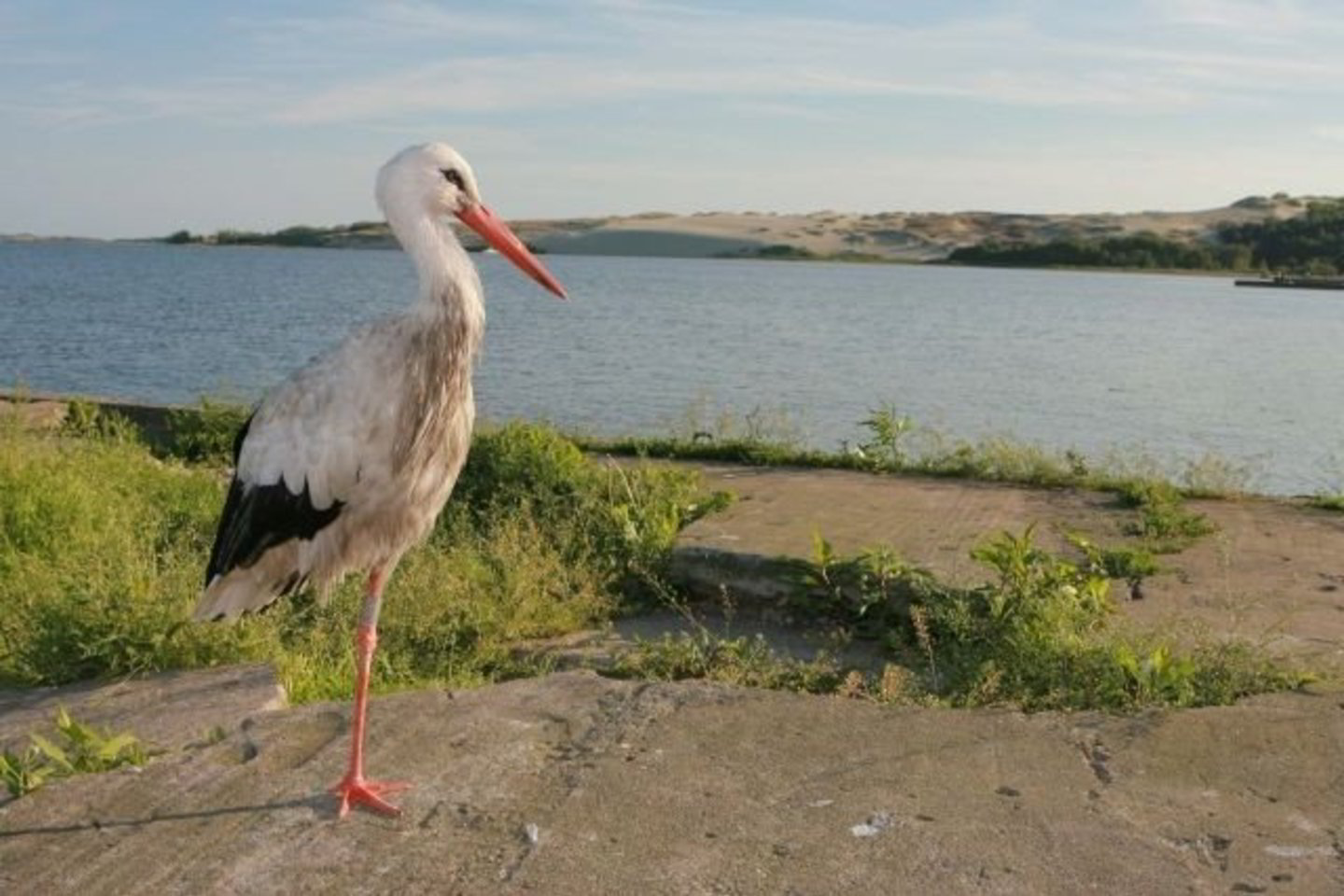 Kuršių mariose vandens temperatūra siekia 19 laipsnių.