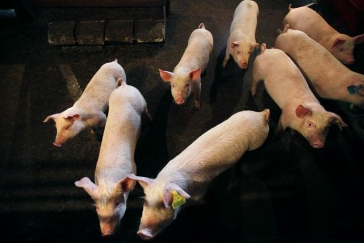 Siekiant apsisaugoti nuo naujojo gripo A(H1N1) jau metų pradžioje VMVT informavo kiaulių augintojus dėl bendrųjų biosaugos priemonių taikymo.