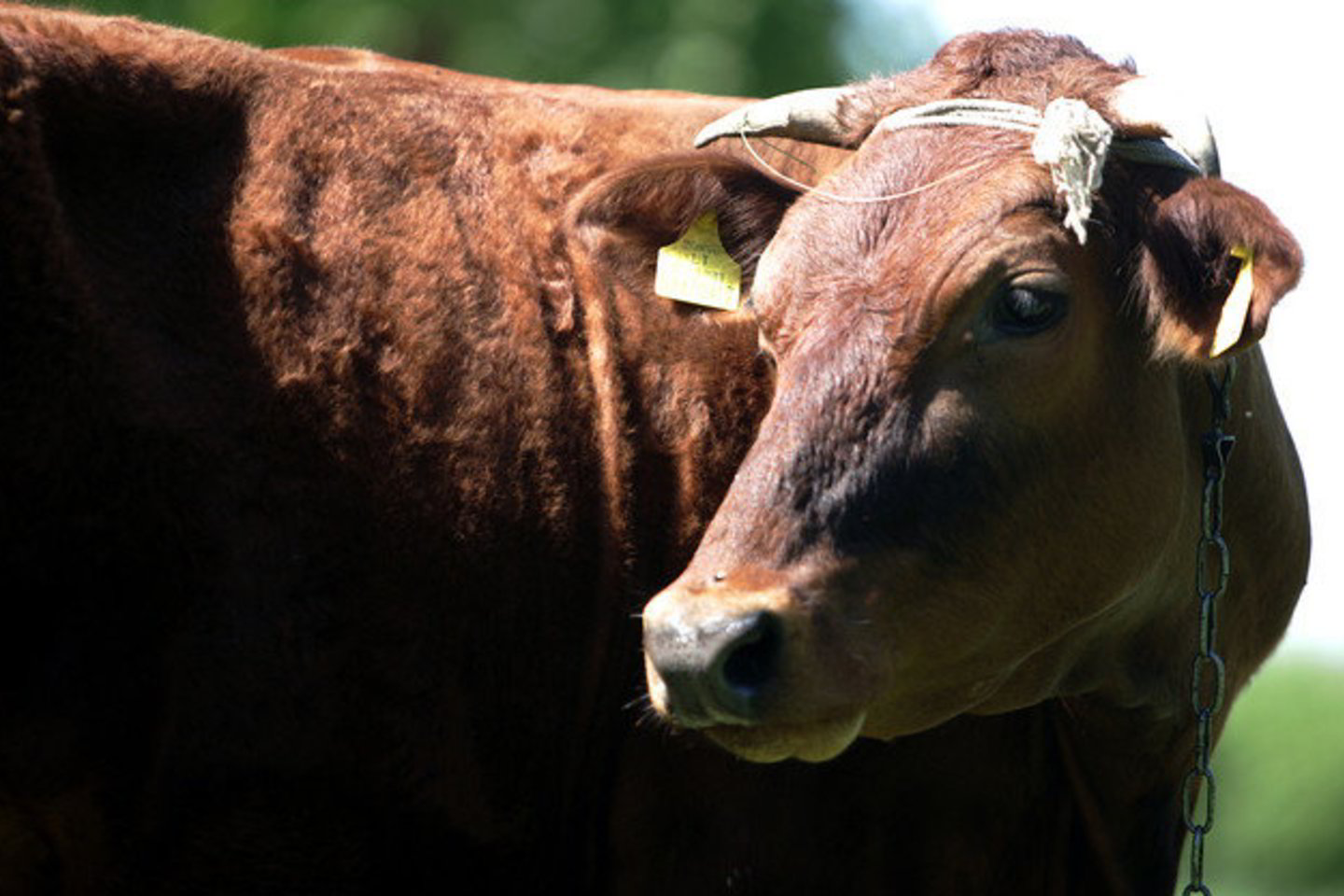 Šių metų pirmąjį pusmetį supirkta 587,7 tūkst. tonų pieno, arba 6,8 proc. mažiau negu tą patį praėjusių metų laikotarpį.