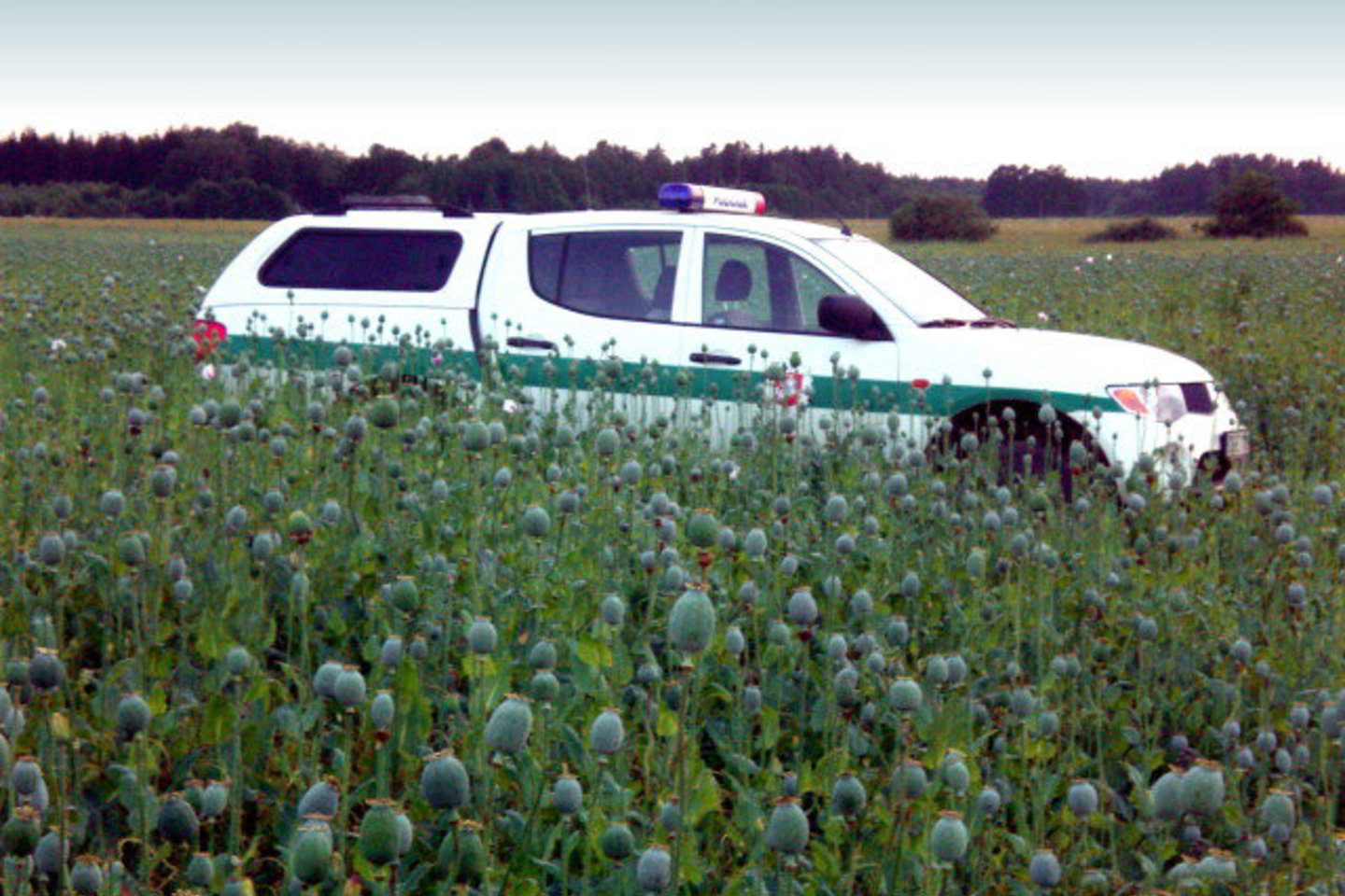 Kad narkomanai neplūstelėtų į ūkininko aguonų laukus, juos dieną naktį saugo policija.