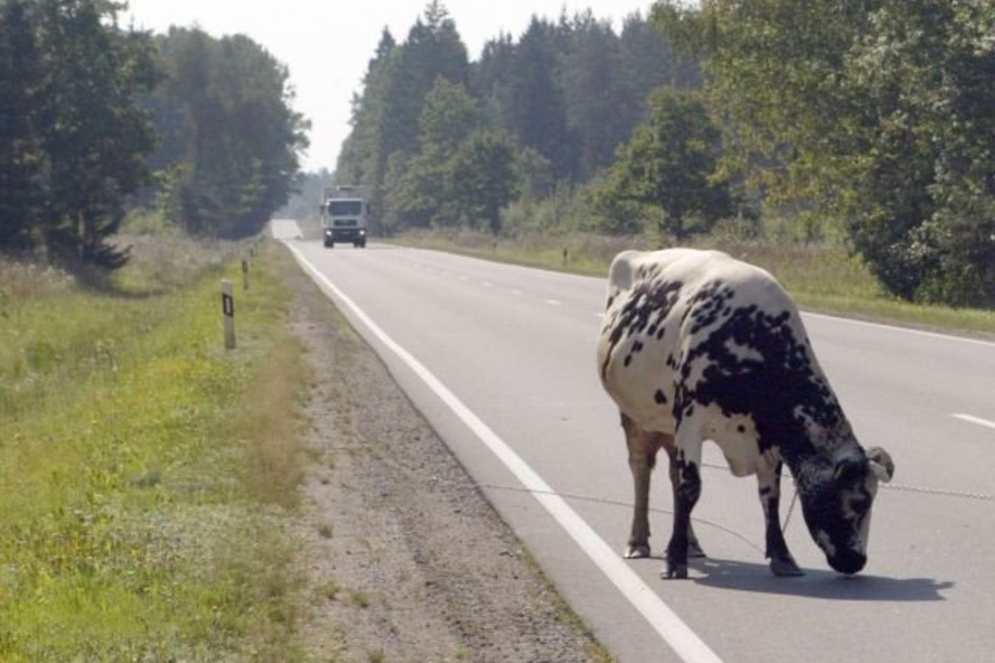 Gyvulio šeimininkas invalidas be pagalbos pats jos negalėjo pagauti.