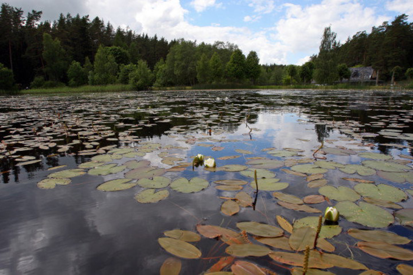 Keliose Panevėžio apskrities ir kitų rajonų vandens telkiniuose užterštumas padidėjo.