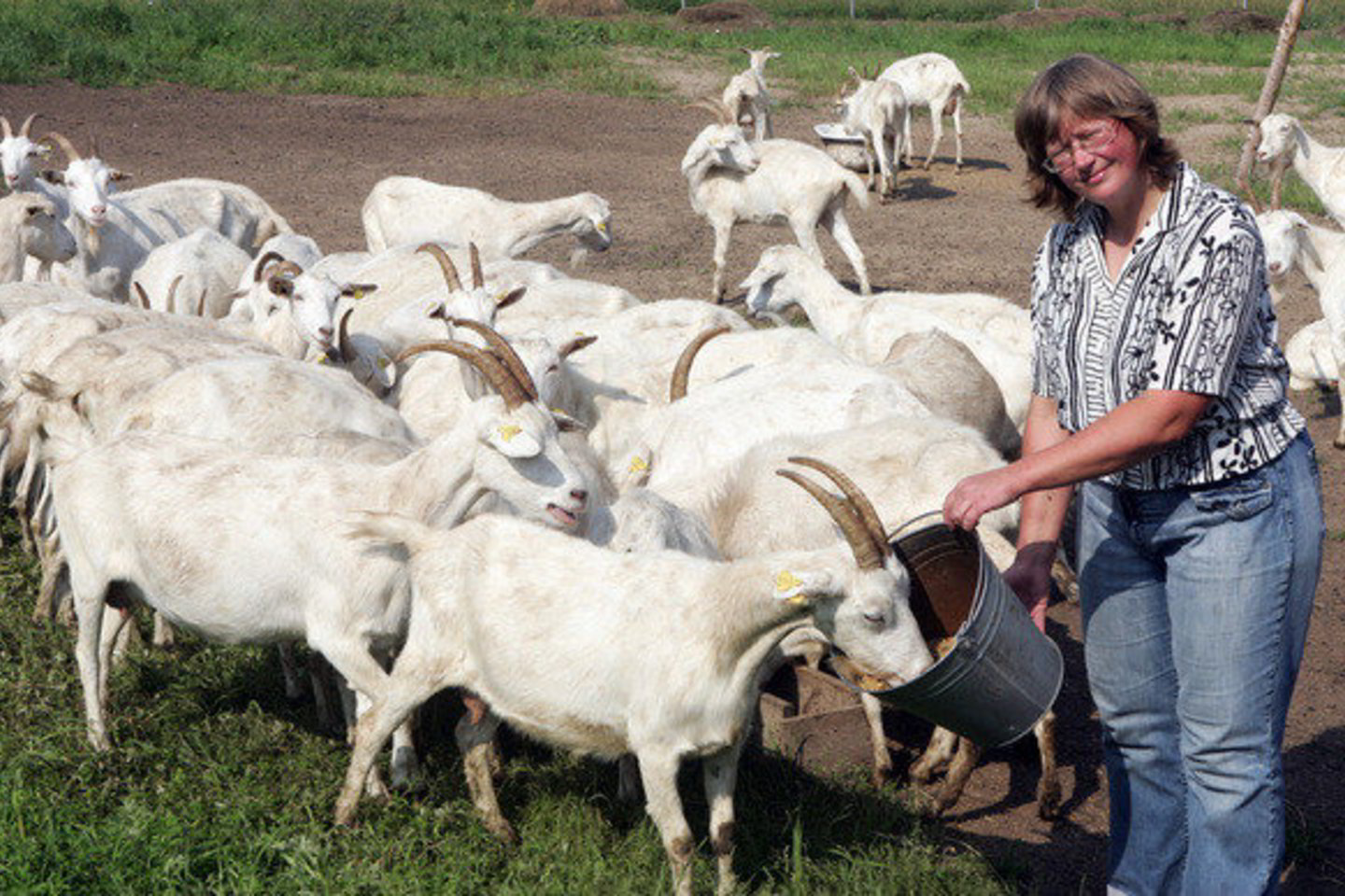 Beveik 400 ožkų turinti ūkininkė D.Ėmužytė pagamina apie 20 kg įvairių rūšių ožkų pieno sūrių.