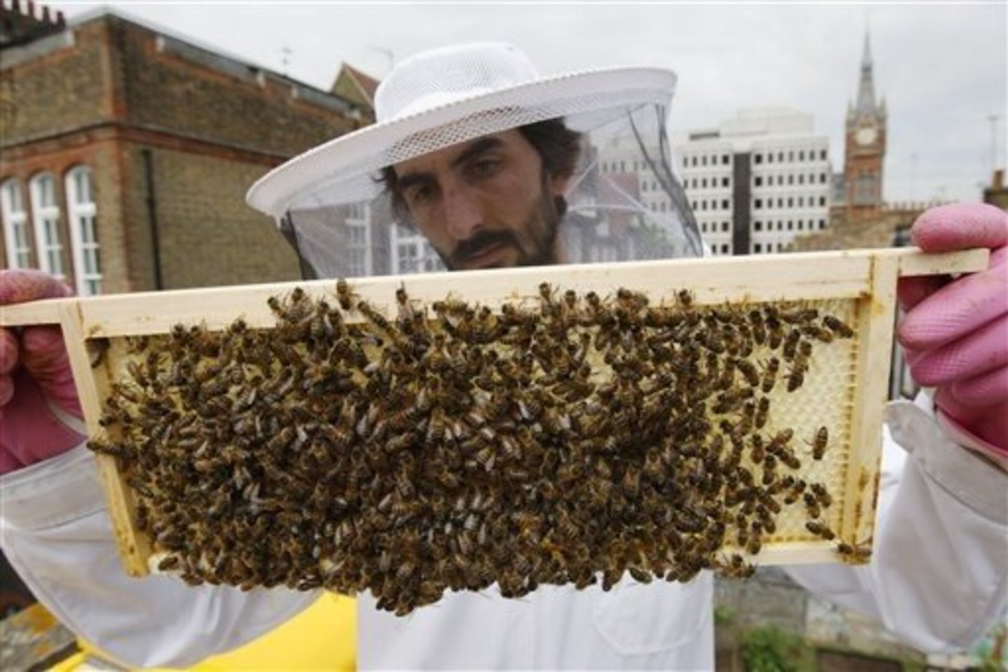 Ryškūs plastikiniai aviliai, pavadinti „Beehaus“, buvo sukurti dizainerio Johanneso Paulo.
