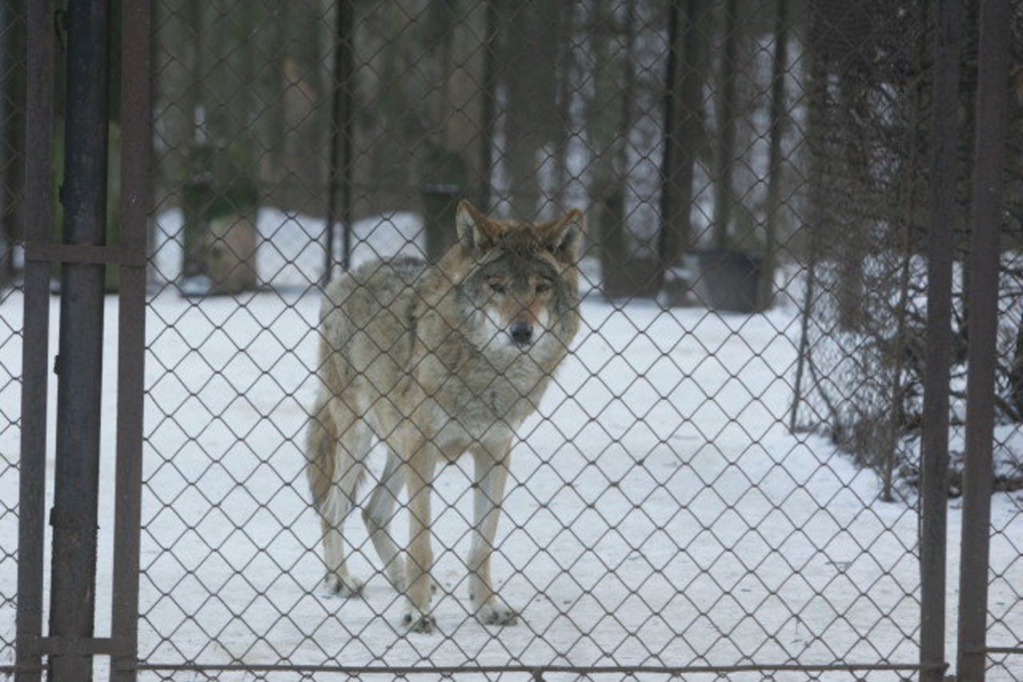 Aplinkos ministerija svarstys mokslininkų pasiūlymus leisti sumedžioti daugiau vilkų.