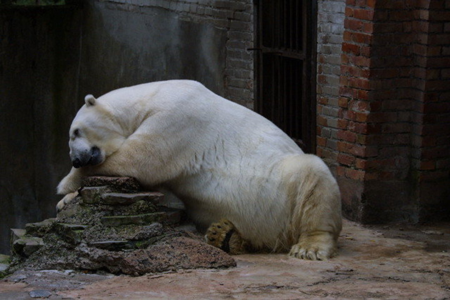 Lietuvos zoologijos sodo išlaikymas per metus atsieina apie 4 mln. litų.
