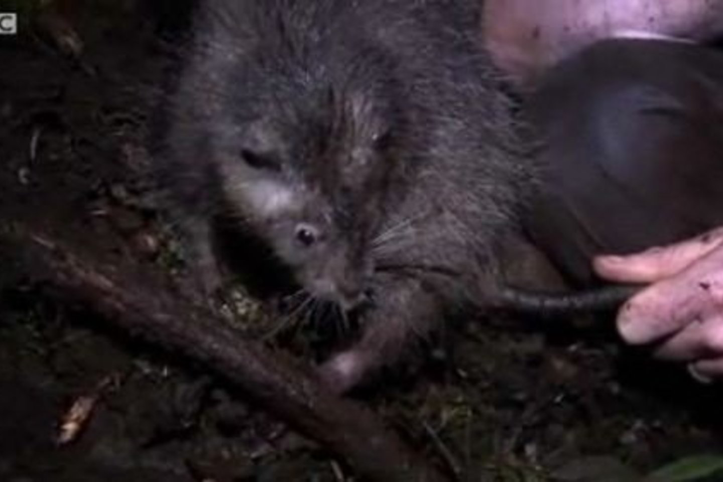 Manoma, jog šios žiurkės, kaip ir daugelis kitų egzotiškų rūšių, gyvena tik Bosavio ugnikalnio krateryje ir niekur kitur.