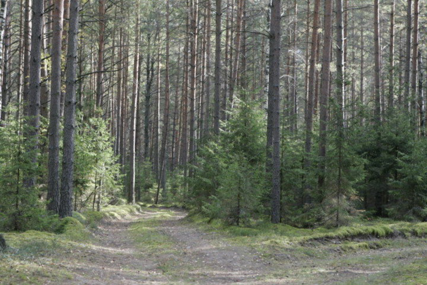 Reikės važiuoti, ko gero, į Baltarusiją, kad pasižiūrėtume, kaip miškas atrodo.
