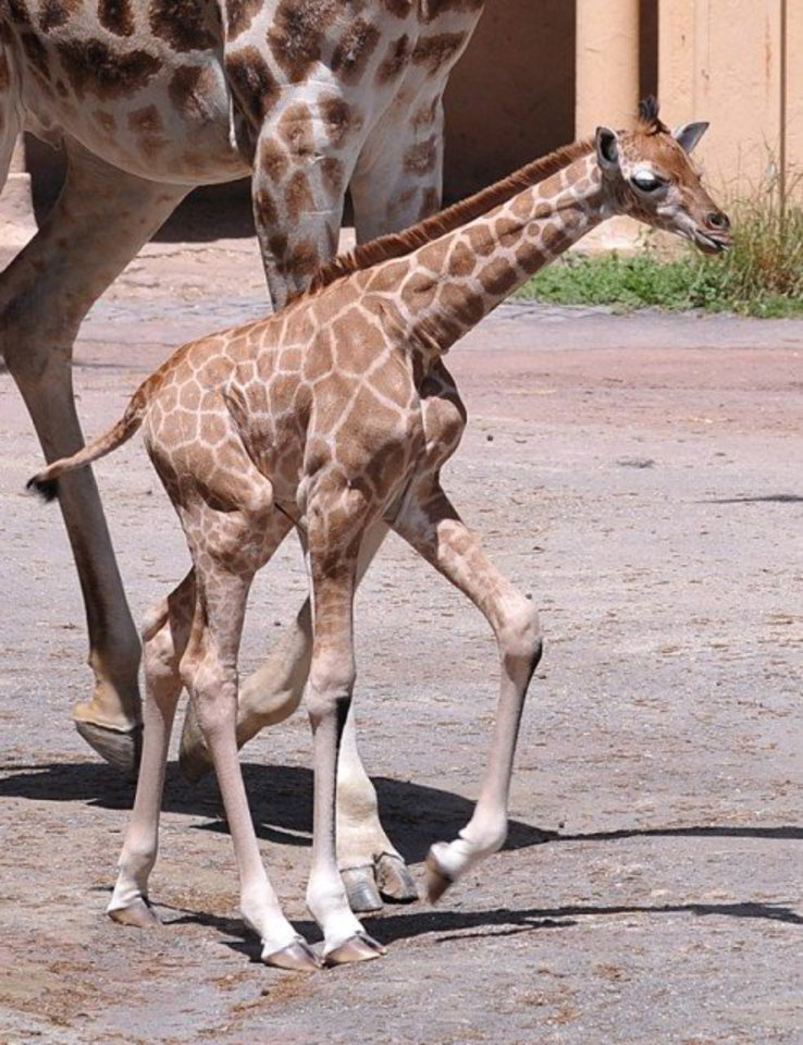 Žirafos jauniklis Romos zoologijos sode gimė prieš trejus metus ir nuo to laiko žavėjo lankytojus.