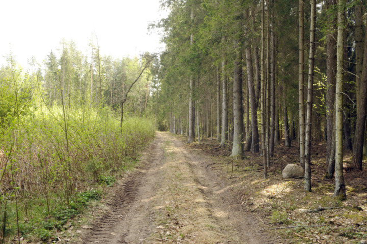 Be leidimo medžius kirtę piliečiai turės nemalonumų.