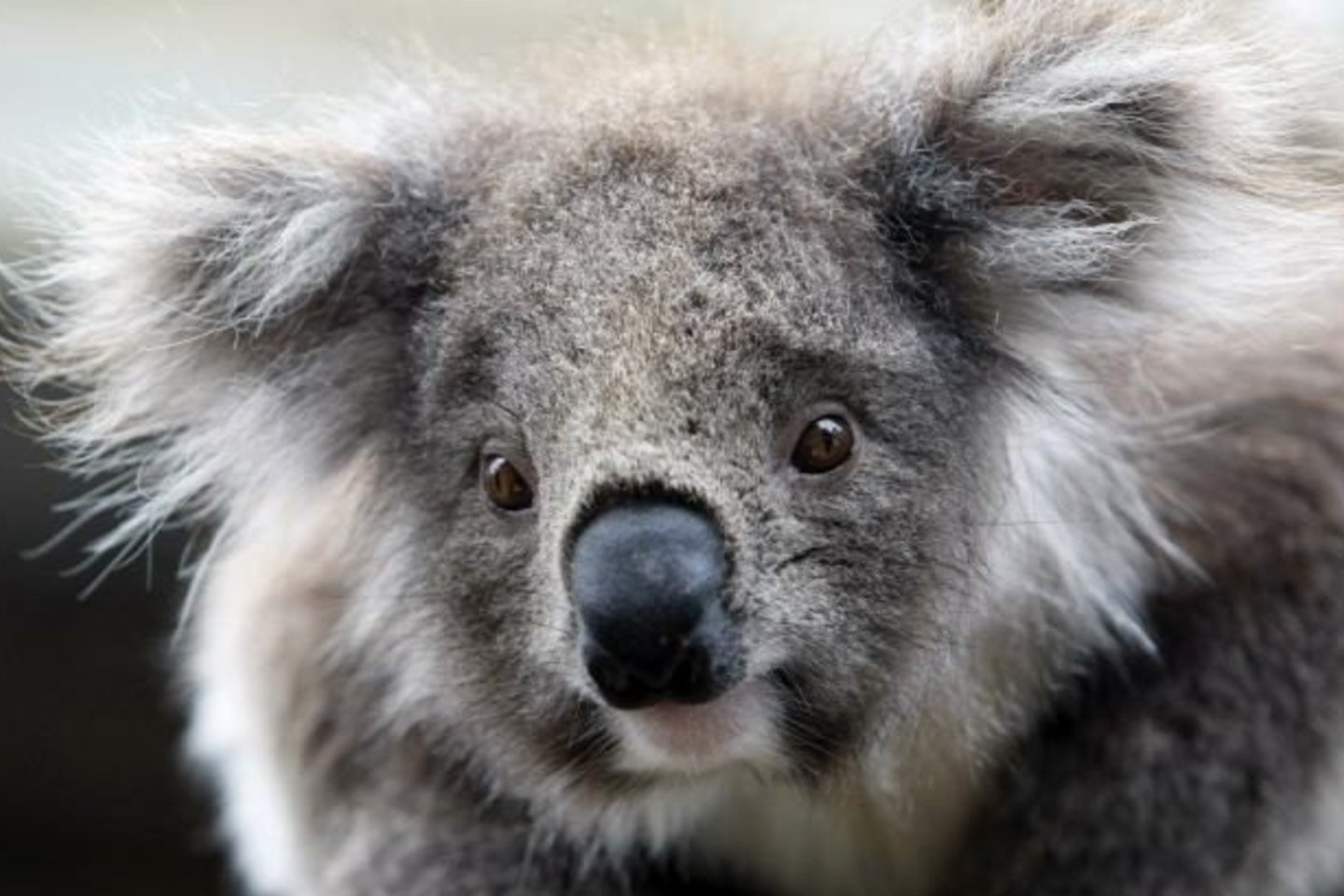 Australijos gamtosaugininkai įspėja dėl koalų išnykimo per 30 metų.