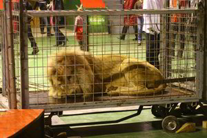 Visas cirko gyvūnų gyvenimas - rašomojo stalo dydžio narve (nuotraukos)